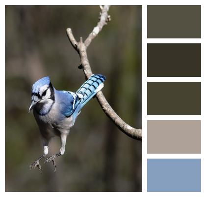 Blue Jay Bird Birding Image